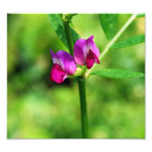 Bush-Wicke-Blumenfotodruck