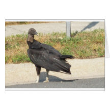 Bussard Karten