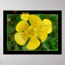 Butterblume Posterdrucke