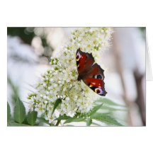 Butterfly Greetings Grußkarte