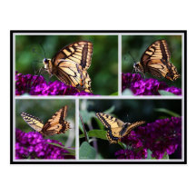 butterfly postkarten