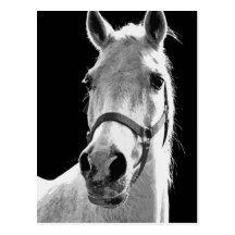 BW-Pferd Postkarten