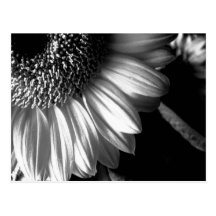bw-Sonnenblume 2 Postkarte