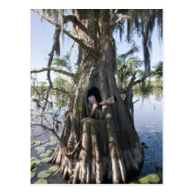 Caddo See, Jagd blind Postkarten