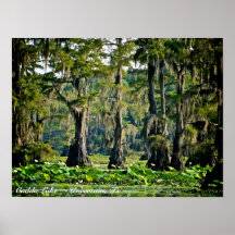 Caddo See - Plakat-Druck - Zypresse 001
