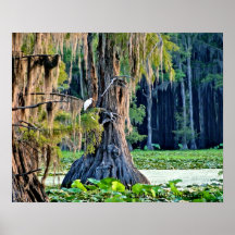 Caddo See-Plakat-Zypresse-Vogel 001