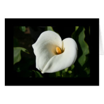 Cala-Lilien-Blumen-Gruß-Karte und Anmerkungs-Karte