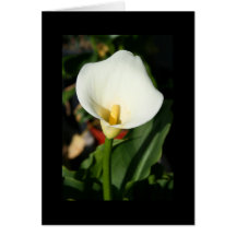 Cala-Lilien-Blumen-Gruß-Karte und Anmerkungs-Karte