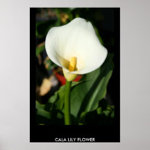 Cala-Lilien-Blumen-Plakat, Druck