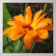 „Calendula " postieren Posterdruck