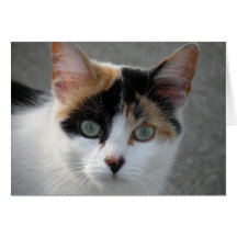 Calico cat note card