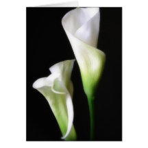 Calla-Lilie 2 Grußkarte