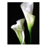 Calla-Lilie 2 Postkarte