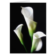 Calla-Lilie 3 Grußkarte