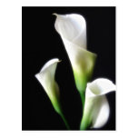Calla-Lilie 3 Postkarten
