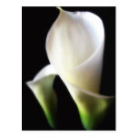 Calla-Lilie 4 Postkarten
