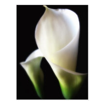 Calla-Lilie 4 Postkarten