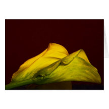 Calla-Lilie Grußkarte