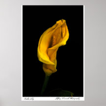 Calla-Lilie Posterdruck