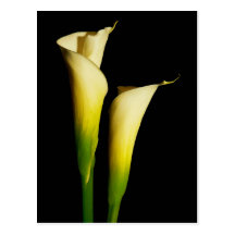 Calla-Lilien Postkarte