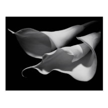 Calla-Lilien Postkarten