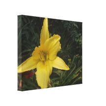 Calla Lilly Blume Gespannte Galeriedrucke