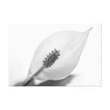 Calla Lilly Blume Gespannter Galeriedruck