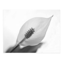 Calla Lilly Blume Postkarten
