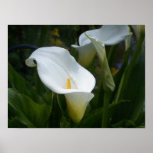 Calla Lilly Druck Plakat