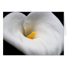 Calla Lilly Karte
