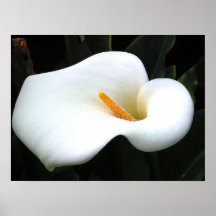 Calla Lilly Plakatdrucke