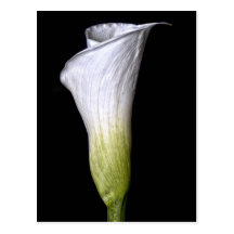 Calla Lilly Postkarte