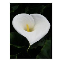 Calla Lilly Postkarten