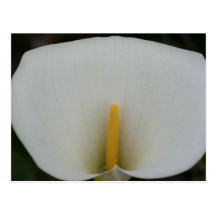 Calla Postkarte