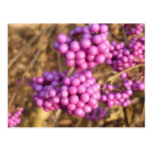 Callicarpa bodinieri (Rosa) - Postkarte