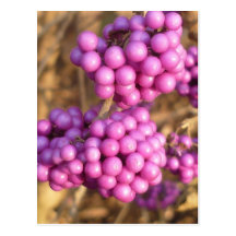 Callicarpa bodinieri (Rosa) - Postkarte