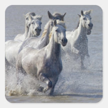 Camargue Pferde, die auf Marschland laufen, um zu  Sticker