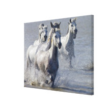 Camargue Pferde, die auf Marschland laufen, um zu  Gespannte Galerie Drucke