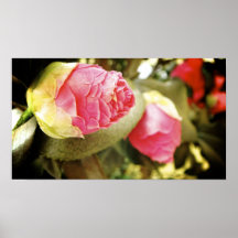 Camelias 3 poster