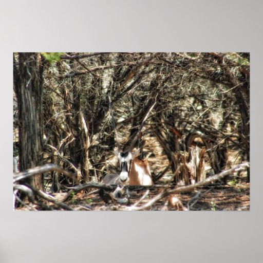 Camoflauge Posterdrucke