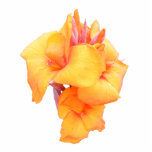 Canna Lilie ~ Acryl Photo Skulpturen