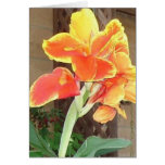 Canna Lilie notecard Grußkarte