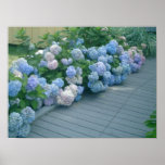 Cape CodHydrangeas Posterdrucke