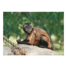Capuchin-Affe niedlich aber Cranky Personalisierte Einladungen