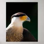 Caracara mit Haube Posterdrucke
