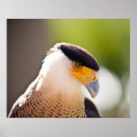 Caracara mit Haube Posterdruck