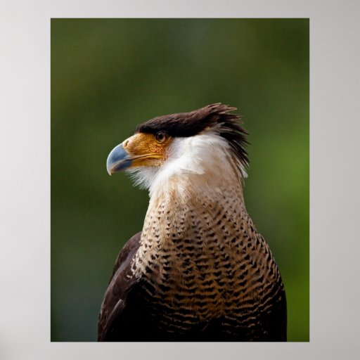 Caracara mit Haube Plakatdruck