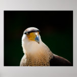 Caracara mit Haube Posterdrucke