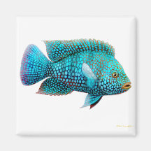 Carpintis Texas Cichlid-Magnet
