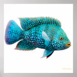 Carpintis Texas Cichlid-Plakat